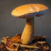 Zdjęcie: goryczak zolciowy 3 - Tylopilus felleus.jpg